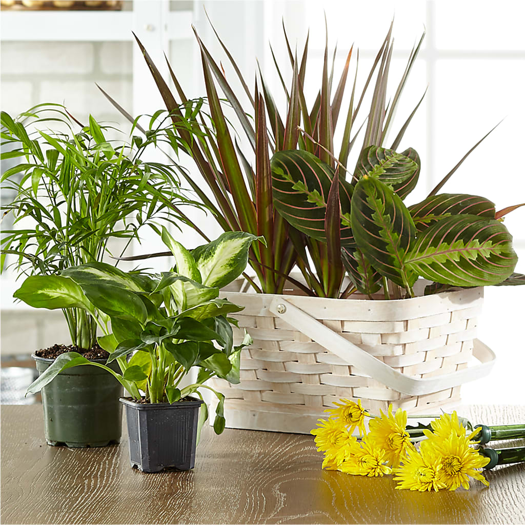 Florist Designed Blooming and Green Plants in a Basket – Rosewood Flower Shop, Humble TX