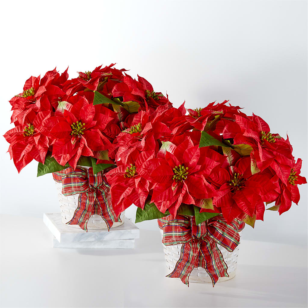 Happiest Holidays Poinsettia Bundle – Rosewood Flower Shop, Humble TX