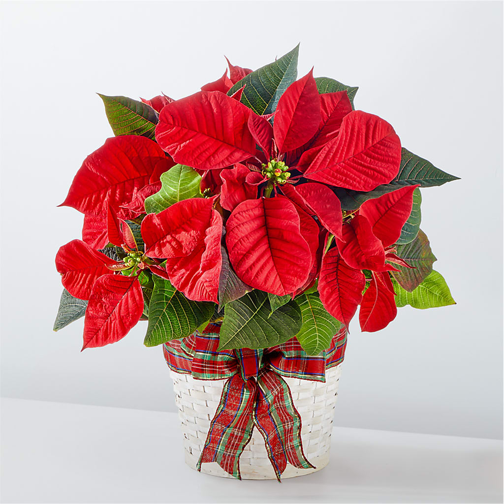 Happiest Holidays Poinsettia – Rosewood Flower Shop, Humble TX