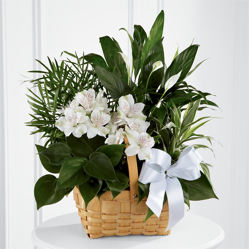 Peace & Serenity Dishgarden – Rosewood Flower Shop, Humble TX