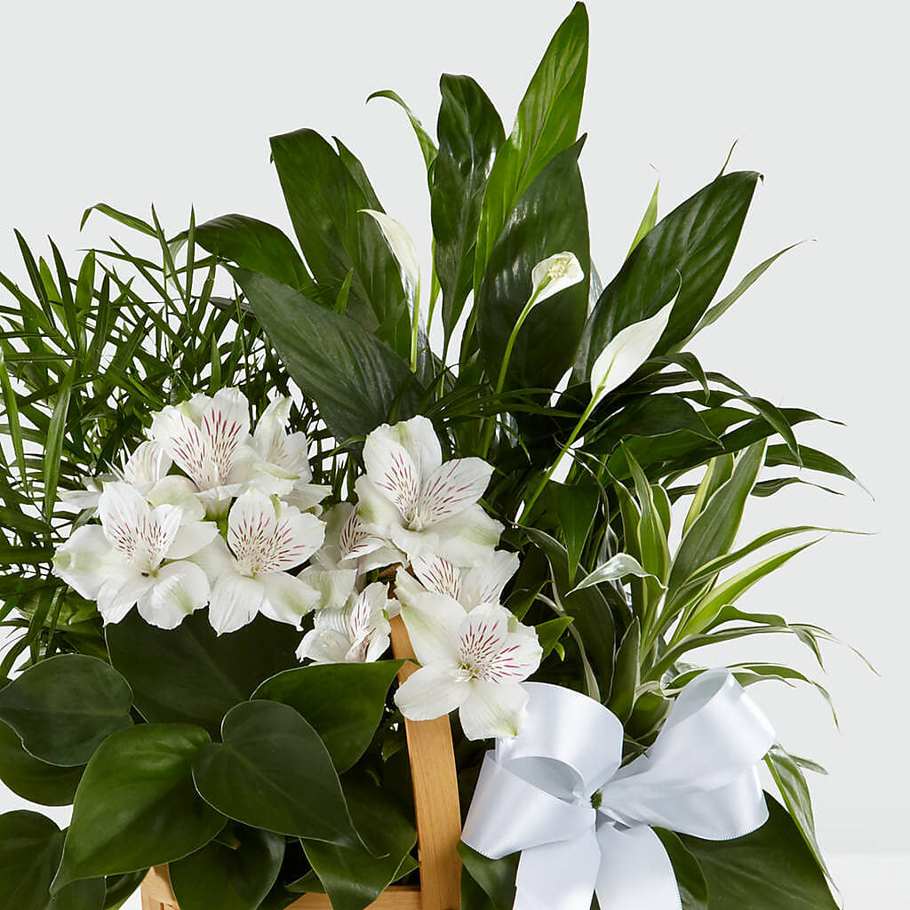 Peace & Serenity Dishgarden – Rosewood Flower Shop, Humble TX