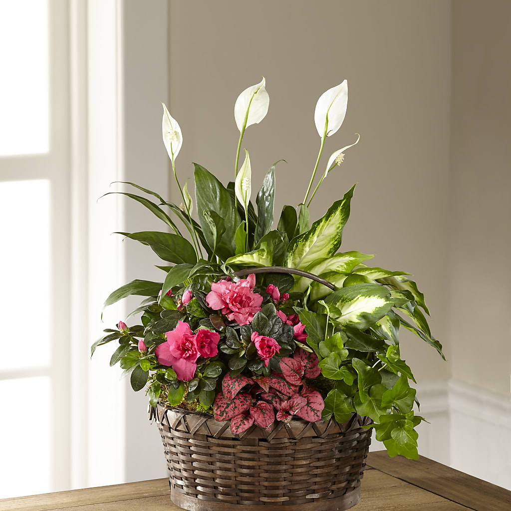 Dream in Pink Dishgarden – Rosewood Flower Shop, Humble TX