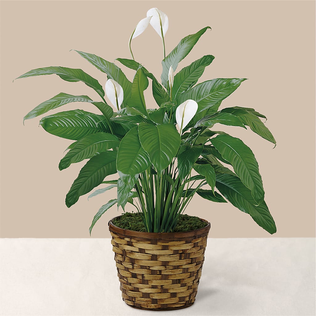 Tranquil Moments Peace Lily Plant – Rosewood Flower Shop, Humble TX