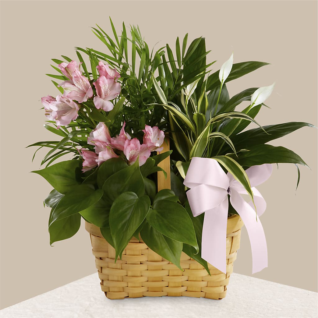 Living Spirit Dishgarden – Rosewood Flower Shop, Humble TX