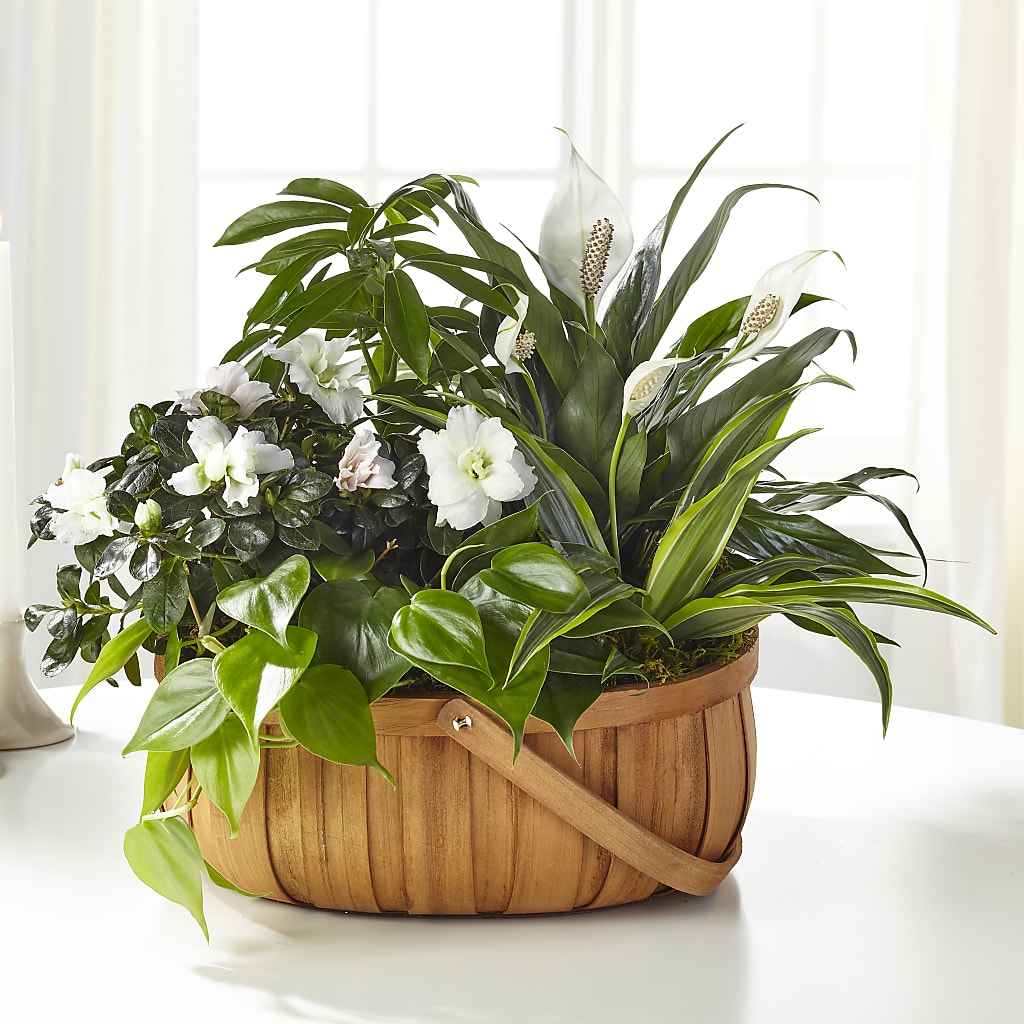 Serene Dishgarden – Rosewood Flower Shop, Humble TX