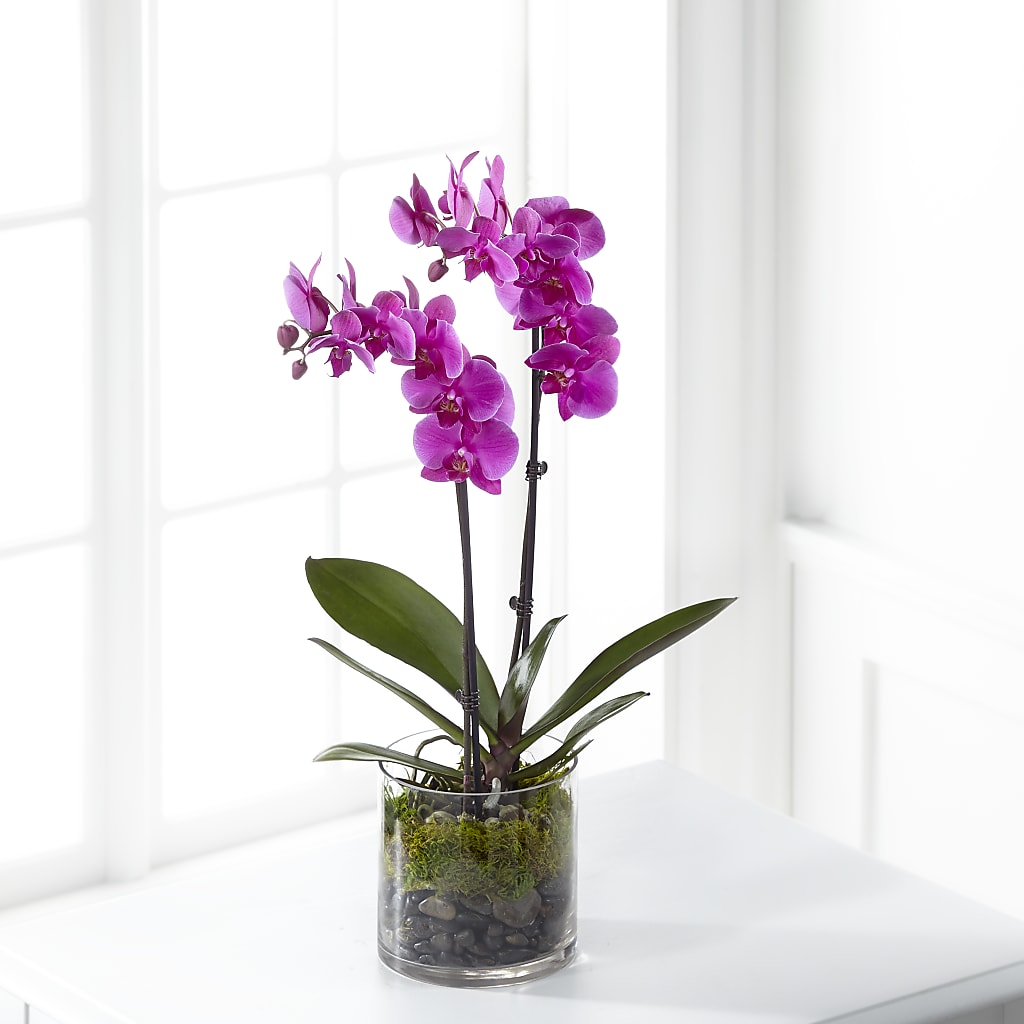 Pink Orchid Plant – Rosewood Flower Shop, Humble TX
