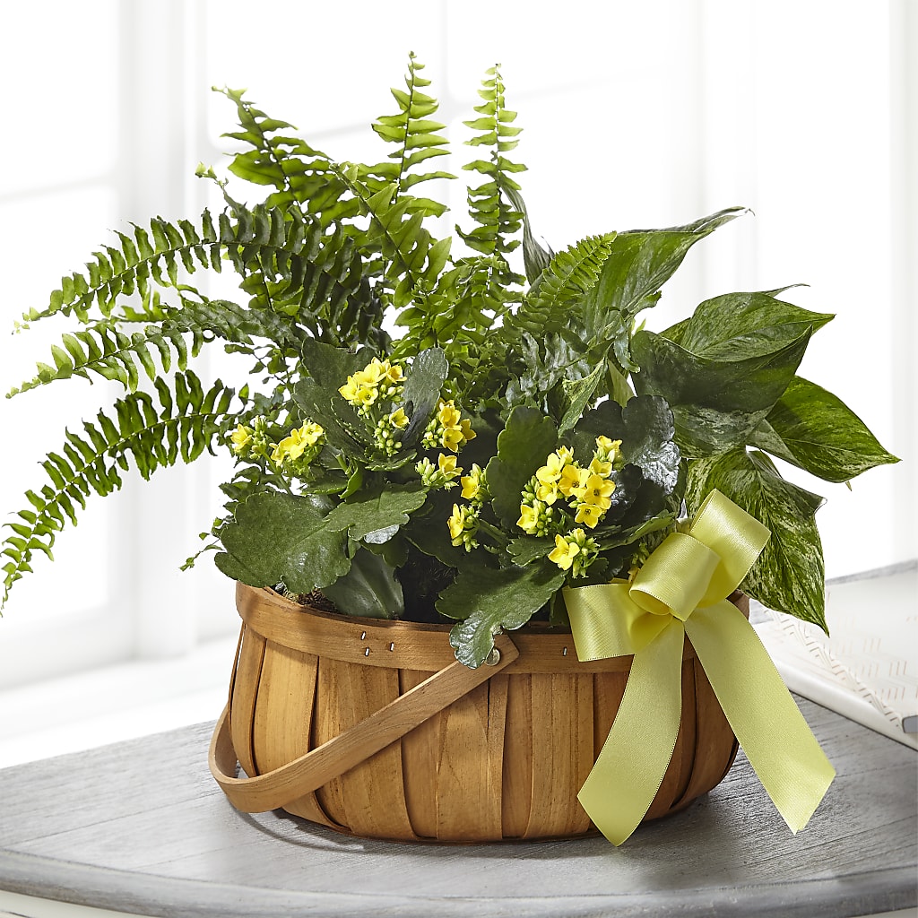 Always Dear Dishgarden – Rosewood Flower Shop, Humble TX