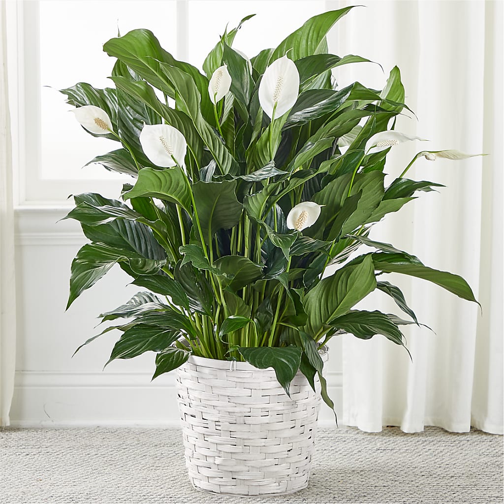 A New Leaf Peace Lily – Rosewood Flower Shop, Humble TX