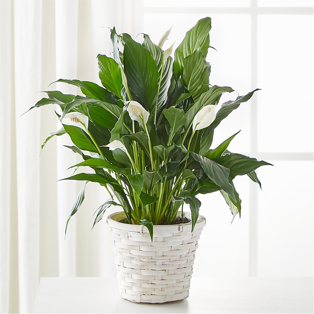 A New Leaf Peace Lily – Rosewood Flower Shop, Humble TX