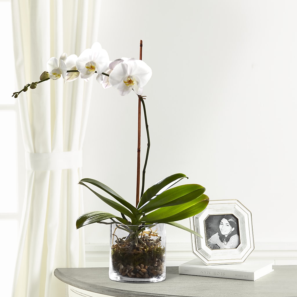 White Orchid Planter – Rosewood Flower Shop, Humble TX