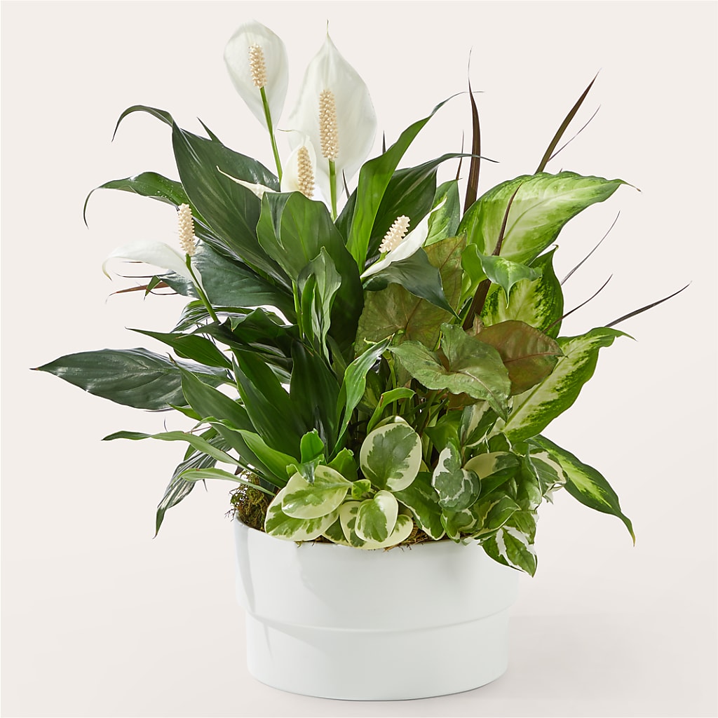 Radiating Positivity Dishgarden – Rosewood Flower Shop, Humble TX