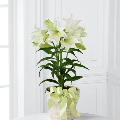 Easter Lily Plant –  Rosewood Flower Shop, Humble TX