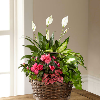 Dream in Pink Dishgarden –  Rosewood Flower Shop, Humble TX