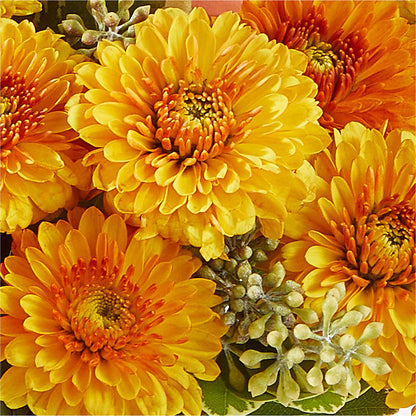 Peachy Pumpkin –  Rosewood Flower Shop, Humble TX