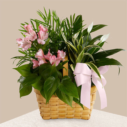 Living Spirit Dishgarden –  Rosewood Flower Shop, Humble TX