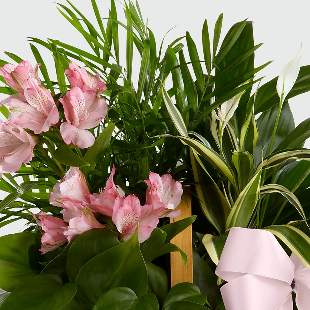 Living Spirit Dishgarden –  Rosewood Flower Shop, Humble TX