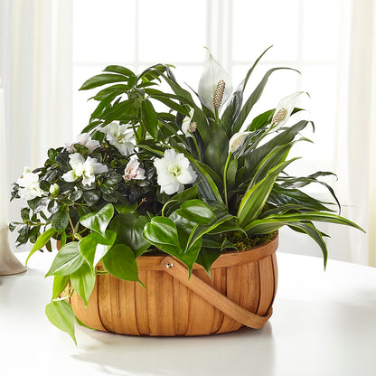 Serene Dishgarden –  Rosewood Flower Shop, Humble TX