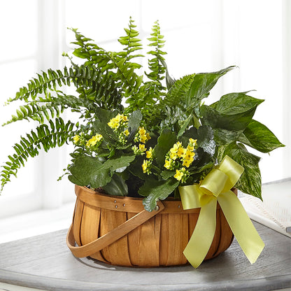 Always Dear Dishgarden –  Rosewood Flower Shop, Humble TX