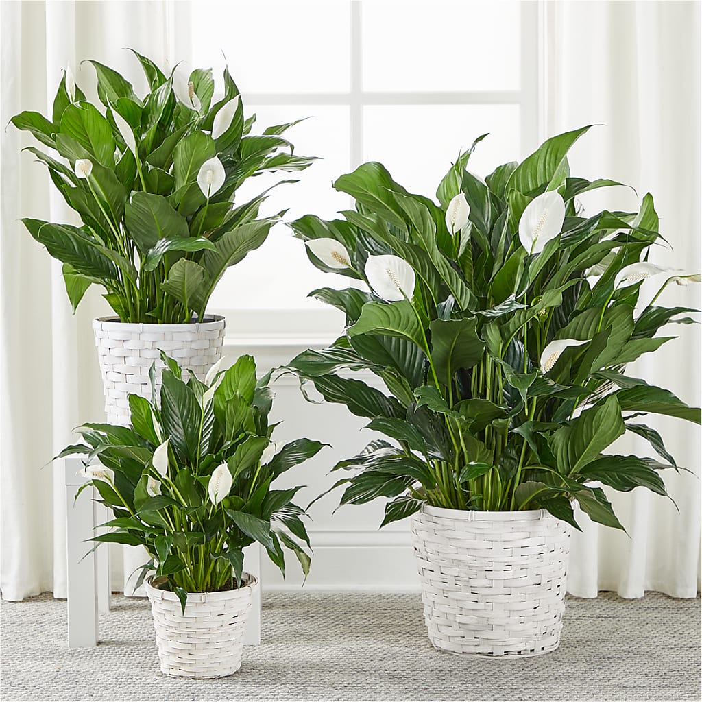 A New Leaf Peace Lily –  Rosewood Flower Shop, Humble TX