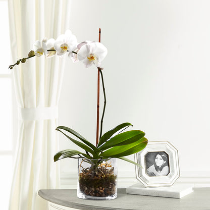 White Orchid Planter –  Rosewood Flower Shop, Humble TX